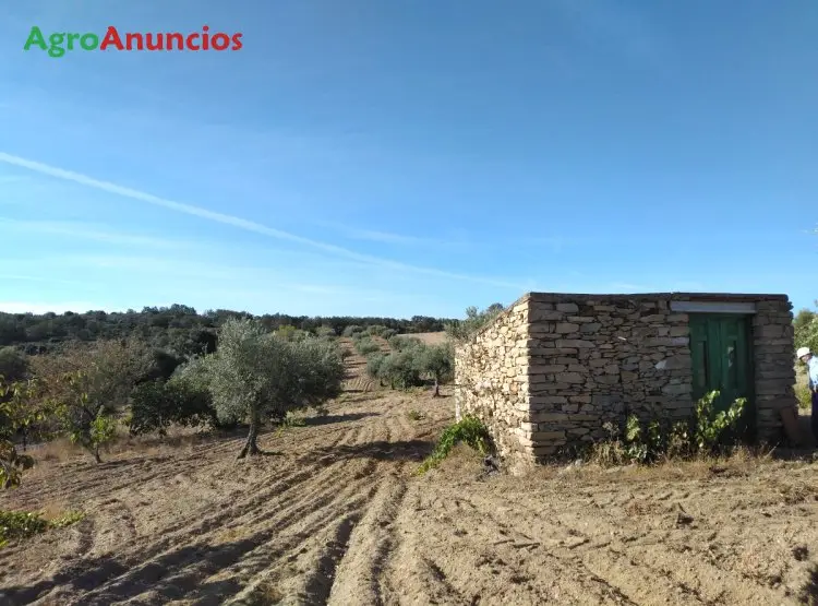 Alquiler  de Finca de olivos y otros frutales en Salamanca