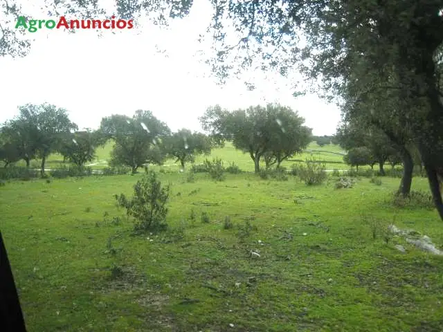 Venta  de Finca para porcino y ovino en Cáceres