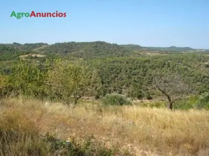 Venta  de Finca de almendros en Tarragona