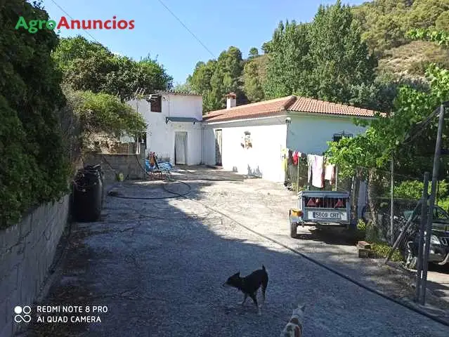 Venta  de Finca de olivos con vivienda en Granada