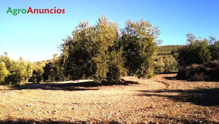 Venta  de Finca de olivar en Córdoba