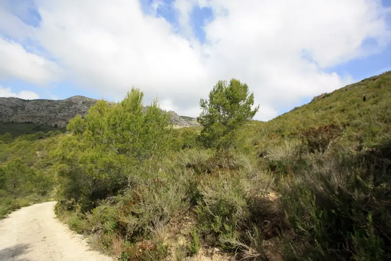 Terreno en Venta Pedreguer 25000m2 Proyecto Casa Aprobado