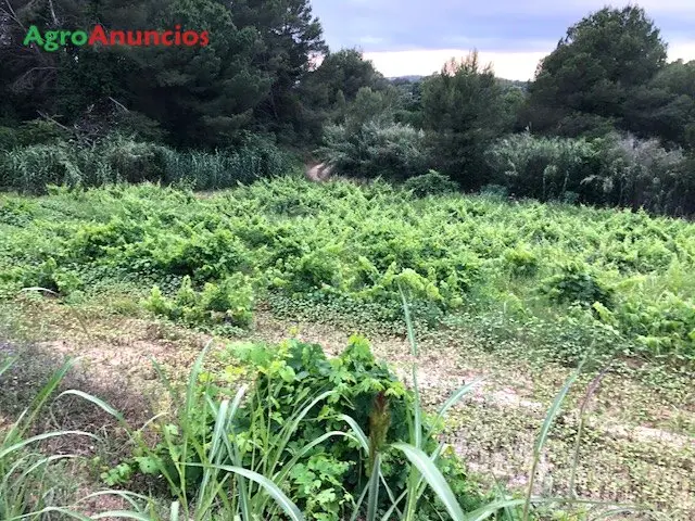 Venta  de Fincas de viñedo en Girona