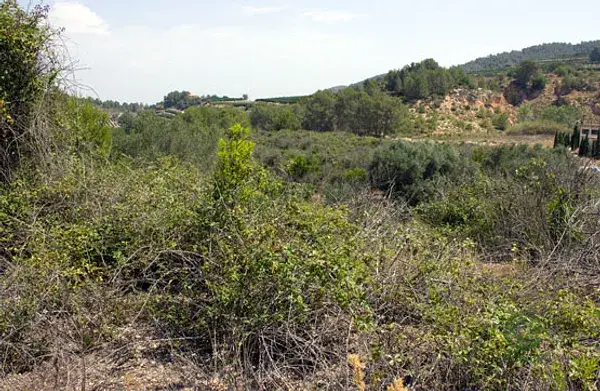 Fincas Rusticas en Venta Xativa