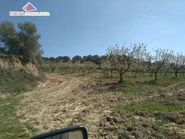 Finca con Almendros en Cregenzan