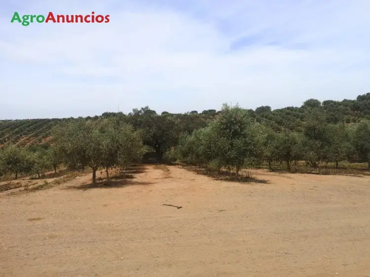 Venta  de Finca con olivos en intensivo de regadío en Cáceres