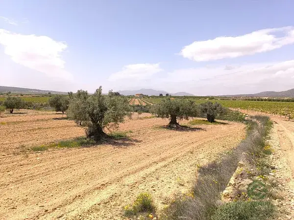 Huerto con Almendros y Olivos en Pinoso Alicante