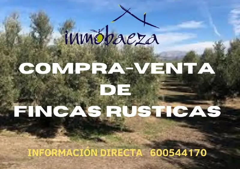 Venta Finca Olivar 3 Hectareas Bedmar Riego Subvencionada
