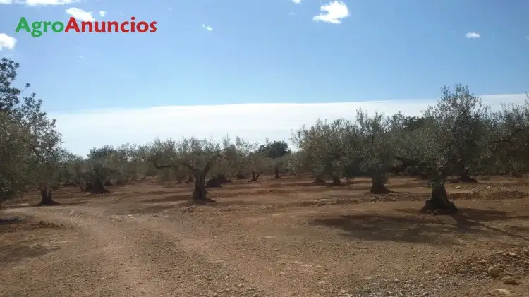 Venta  de Finca de olivos y algarrobos en Tarragona