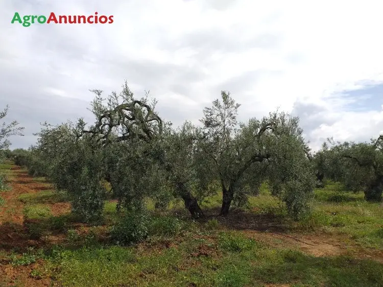 Venta  de Finca de olivos manzanilla y gordal en Sevilla