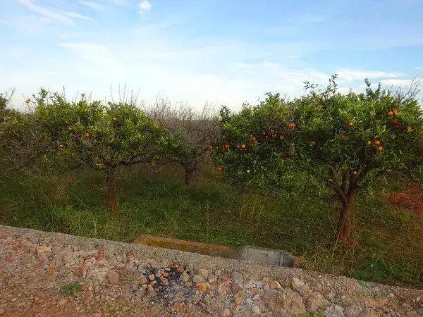 Huerto Naranjos Seca Castellon Vila Real 03ha