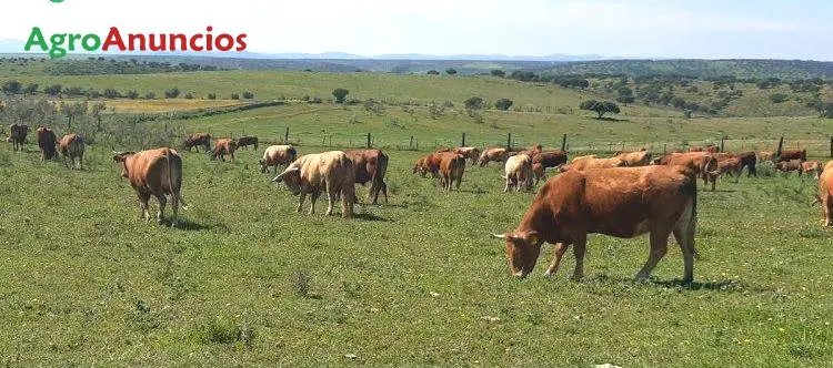 Demanda  de Finca ganadera en Cádiz