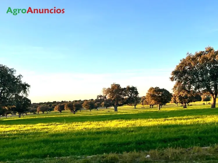 Venta  de Finca ganadera con casa en Salamanca