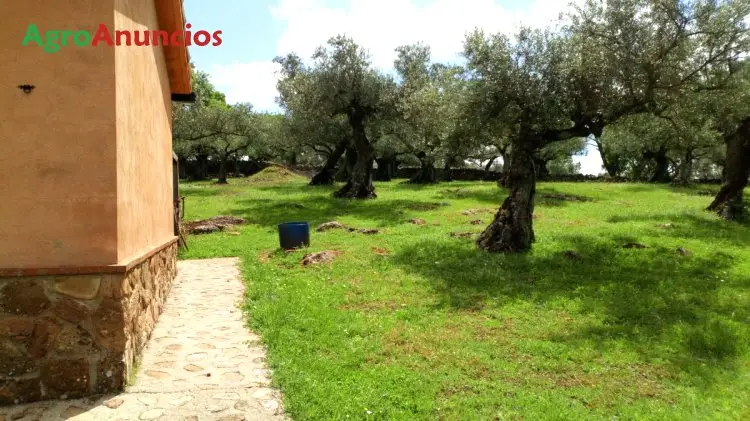 Venta  de Finca de olivos centenarios en Badajoz