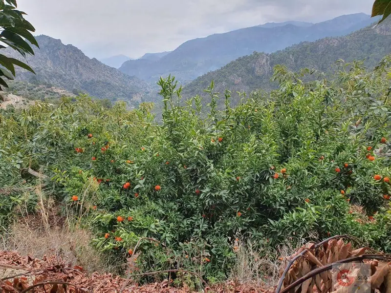 Finca Productiva 4 Hectareas Guajar Alto
