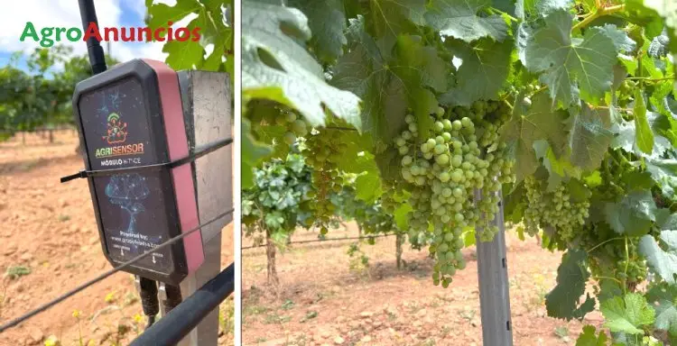 Venta  de Finca de viñas en espaldera y pistachos larnaka y kerman en Ciudad Real