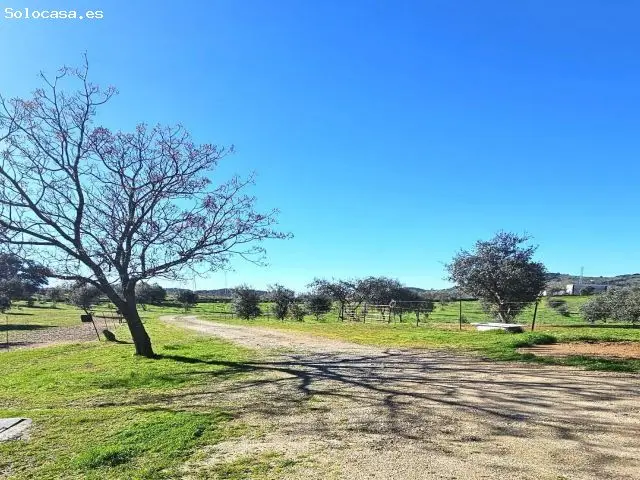 Finca Rustica con Olivar y Vivienda en Villaviciosa