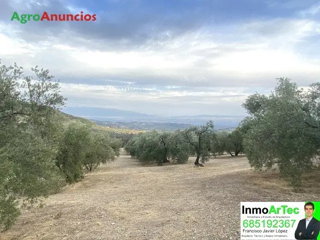 Venta  de Finca de olivos con caseta de aperos en Granada