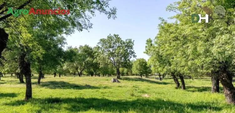 Venta  de Finca con casa, ermita y plaza de toros en Madrid