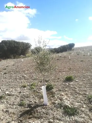 Venta  de Finca de olivos en Granada