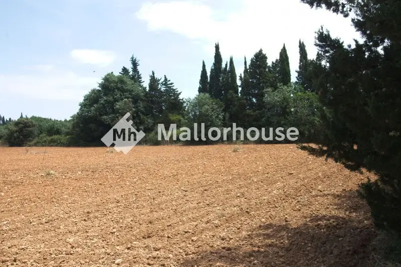 Venta Finca Rustica Muro 8000m2