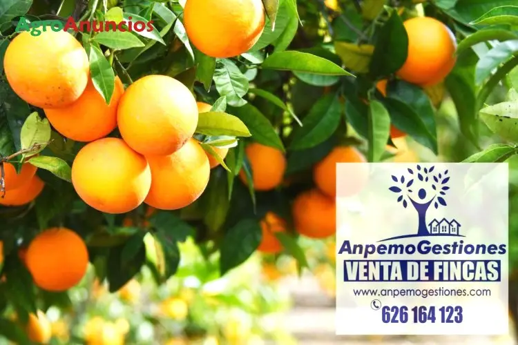 Venta  de Fincas de naranjos lane late en Córdoba