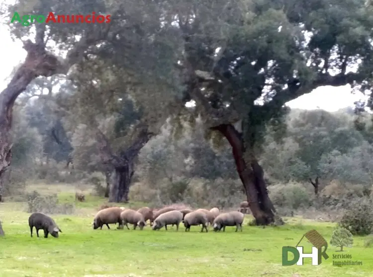 Venta  de Finca ganadera con registro porcino en Badajoz