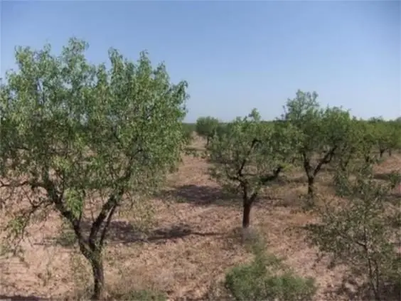 Venta Finca Castelldans Almendros Regadío