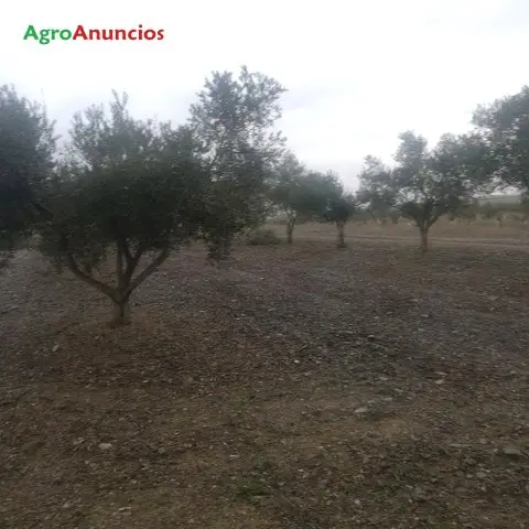 Venta  de Finca con plantación de olivar en Toledo