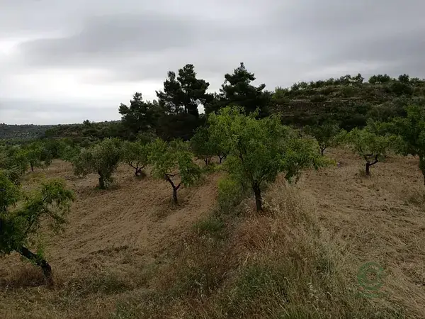 Finca 33000m2 Olivos Lleida Castelldans