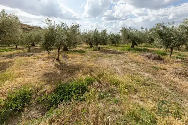 Finca Rustica con Olivos en Otura Granada