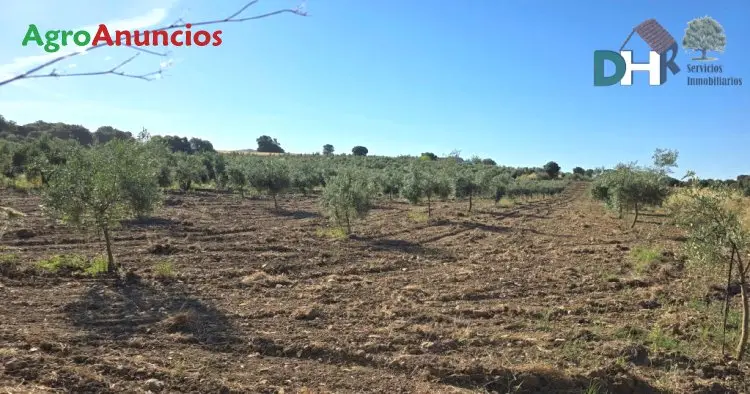 Venta Finca Olivar 9 Has Vivienda Badajoz