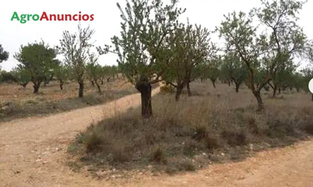 Venta  de Finca de almendros, olivos y viñas en Valencia