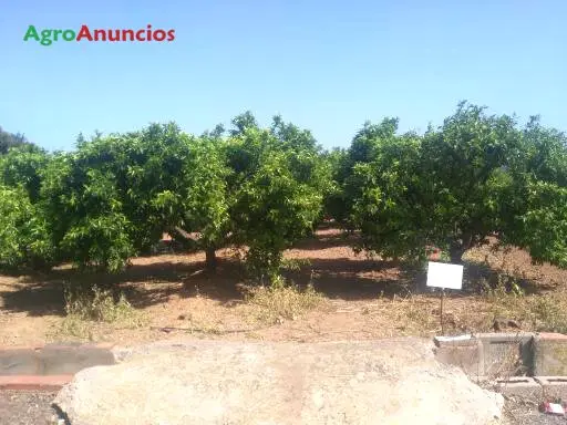 Venta  de Finca de naranjos en Valencia