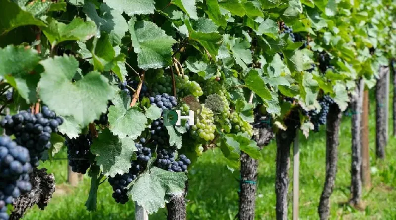 Venta Finca Rustica 63 Has Ciudad Real
