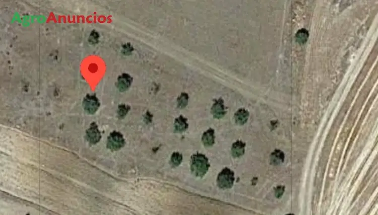 Venta  de Finca de olivos en Córdoba