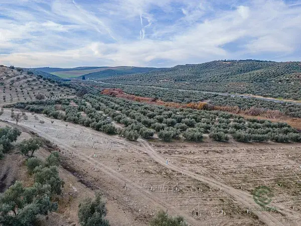 Fincas Agricolas en Vegas del Genil 543 ha 600 Olivos