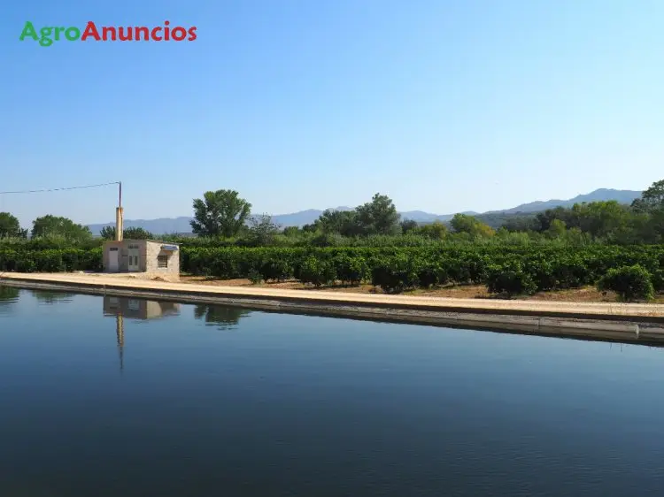 Venta  de Finca de naranjos en Tarragona