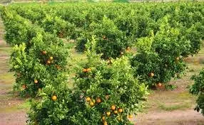 Alquiler  de Finca de regadío en Sevilla