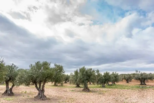 Venta Terreno con Almazara en Torremendo