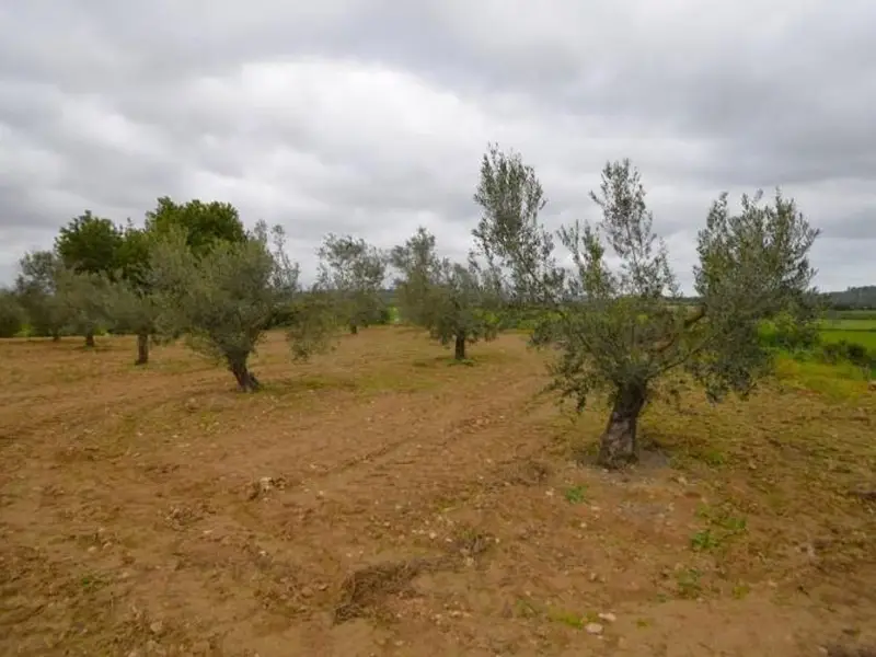 Finca Rustica con Olivos en Muro Mallorca