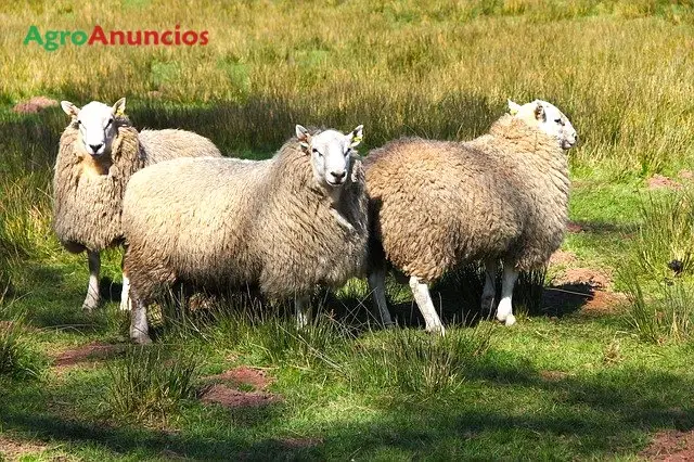 Demanda  de Finca para ganado en Girona