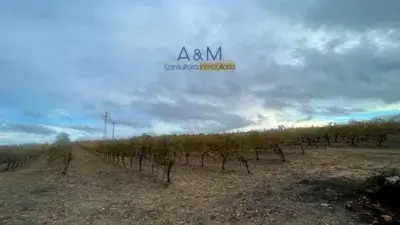 Casa con Viñedo en Rueda