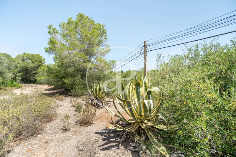 Finca Rustica en Venta Portocolom 55000m2 Proyecto Aprobado