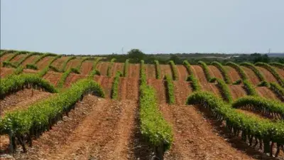 Finca rústica en venta en Calle Viñas, Número Cariñena