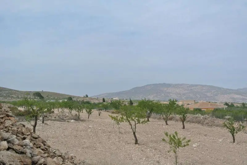 Parcela Rústica en Jumilla Murcia
