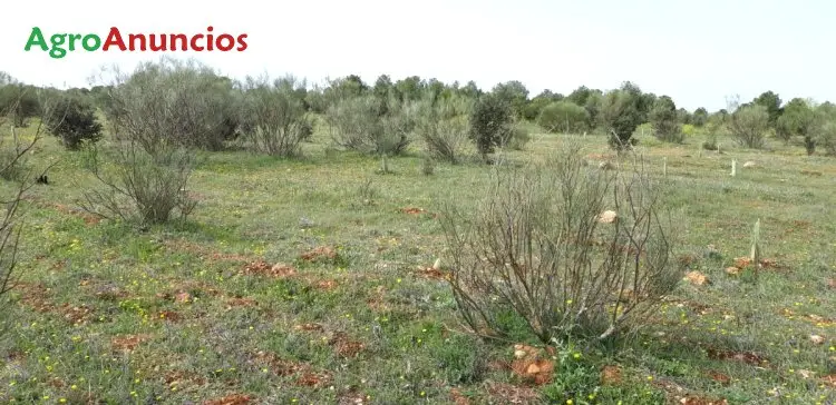 Venta  de Finca de recreo en Ciudad Real