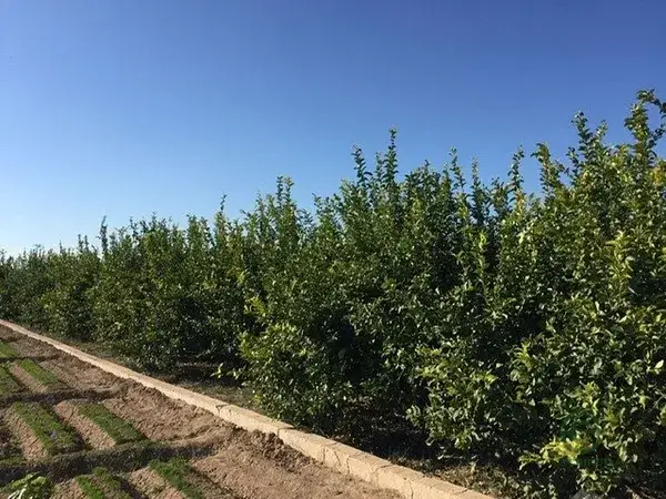Parcela Rustica en Llano de Brujas Murcia 2236m2