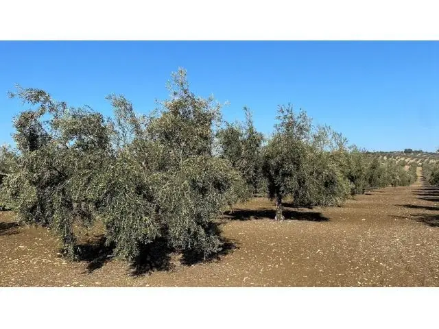 Olivar Intensivo en Producción 12 Has