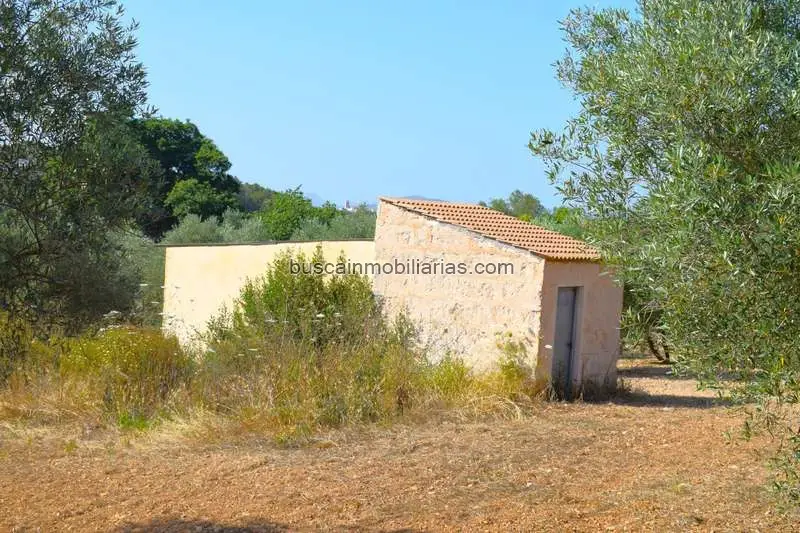 Finca Rustica con Olivos en Llubi Mallorca